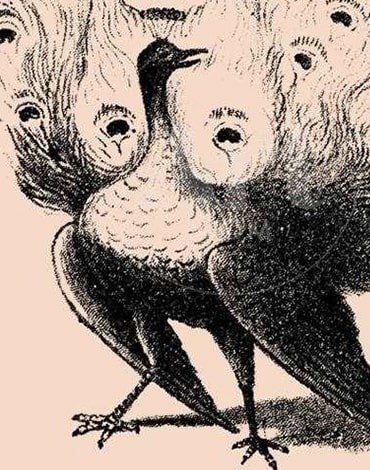 خطای دید طاووس و آقای ریش‌آبی 